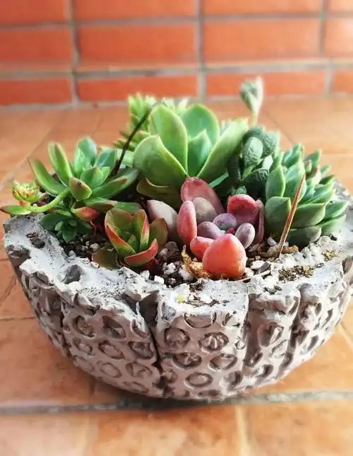 洗衣液桶制作花盆图片 洗衣液空瓶的利用