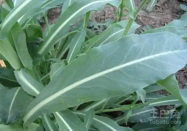 奥斯曼草怎么用奥斯曼草相关介绍