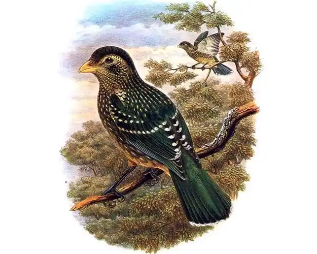 p>绿猫鸟,别名 a href="#" data-lemmaid="9700847">绿园丁鸟 /a>