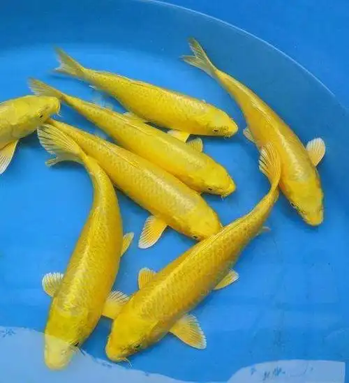 山吹黄金鲤鱼图片观赏鱼图片