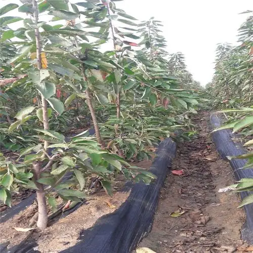 矮化樱桃苗品种:早大果樱桃苗,红灯樱桃苗,岱红樱桃苗,美早樱桃苗