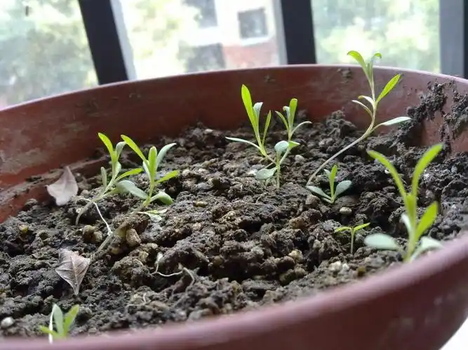 秋播种出的康乃馨怎么长成这样子直不起来了