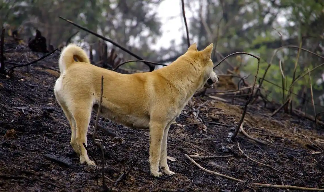 有人到农村高价收购十年以上的土狗,为啥?知道用途后就不会卖了