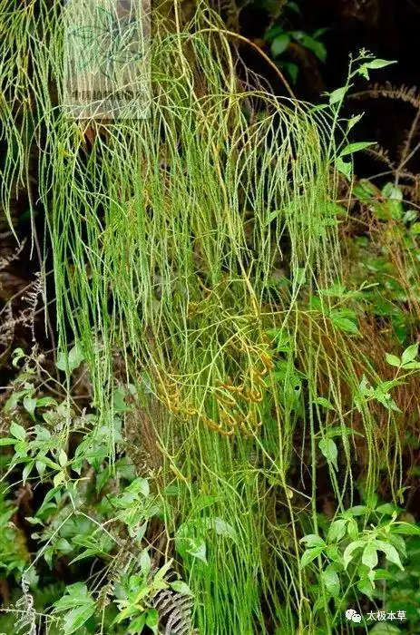 类风湿关节炎与舒筋草的故事