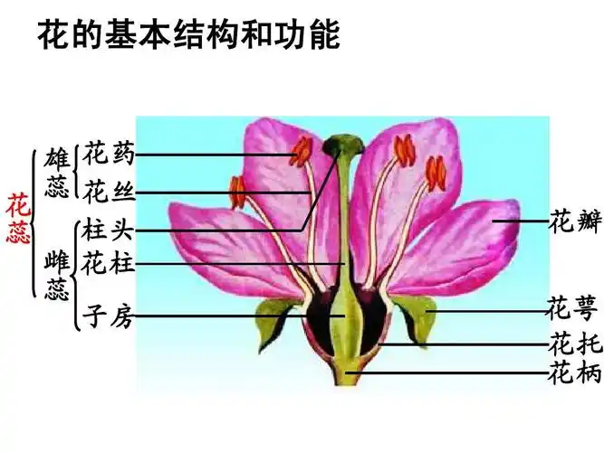 性生殖与果实种子ppt 植物的有性生殖与果实种子 花的基本结构和功能