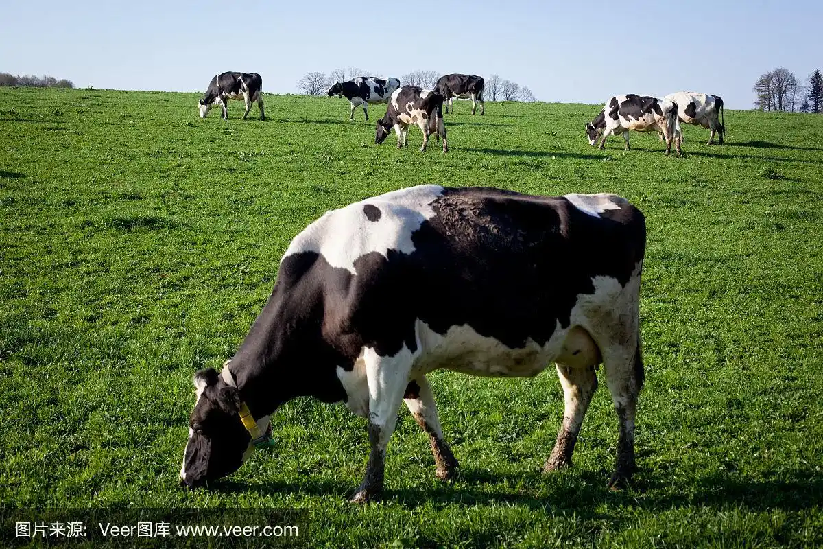 奶牛在田野里吃草