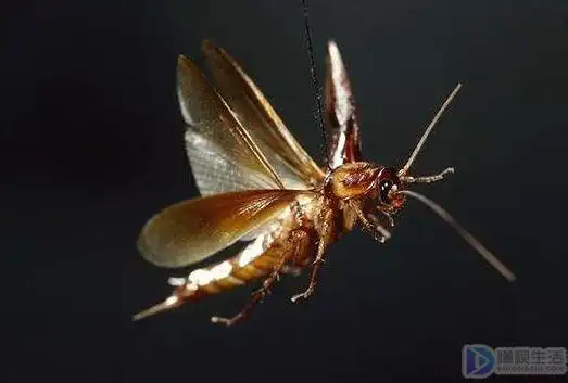 大多数蟑螂都是爬行昆虫(有些蟑螂翅膀退化或变短).