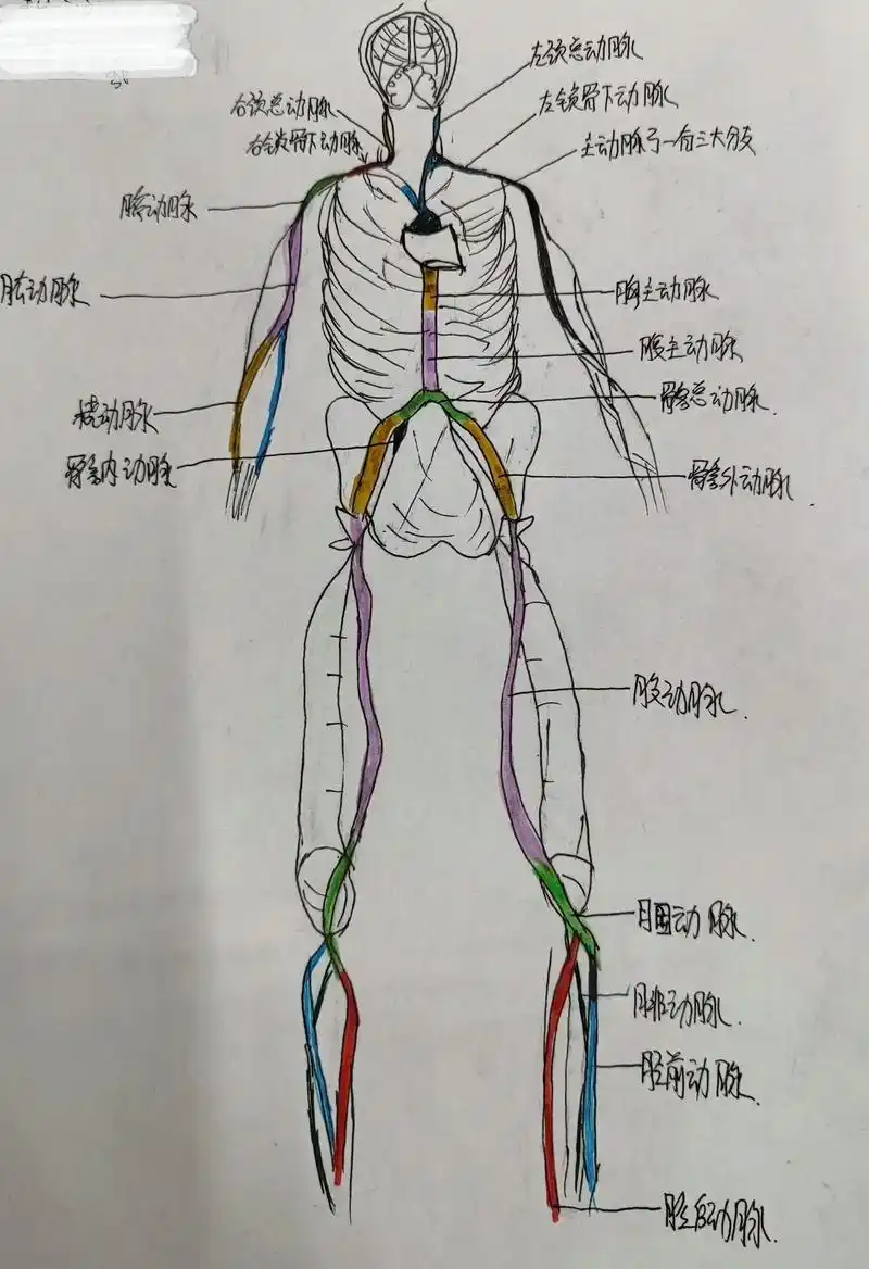 拿的起画笔,也拿的起手术刀02#医学生 #手绘 #人体解剖学 - 抖音
