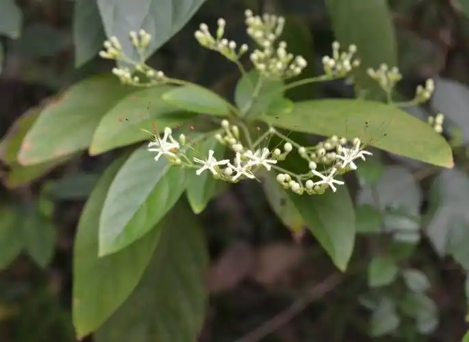 科属:马鞭草科 大青属臭叶树,猪屎青,别称:路边