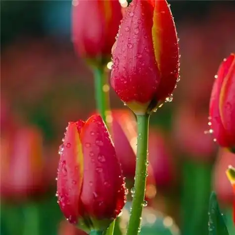 高雅美丽的郁金香花头像图片大全 一代花后郁金香花_植物头像_头像屋