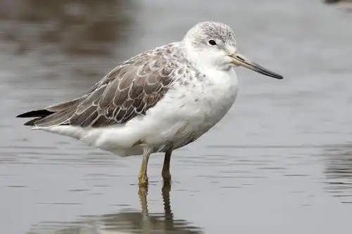 小青脚鹬是一种小型涉禽,它的全身多呈现灰色,翅膀颜色较深,背部和脑