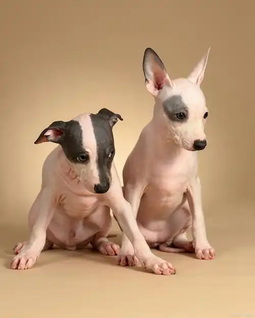 好养不掉毛的犬种有哪些?