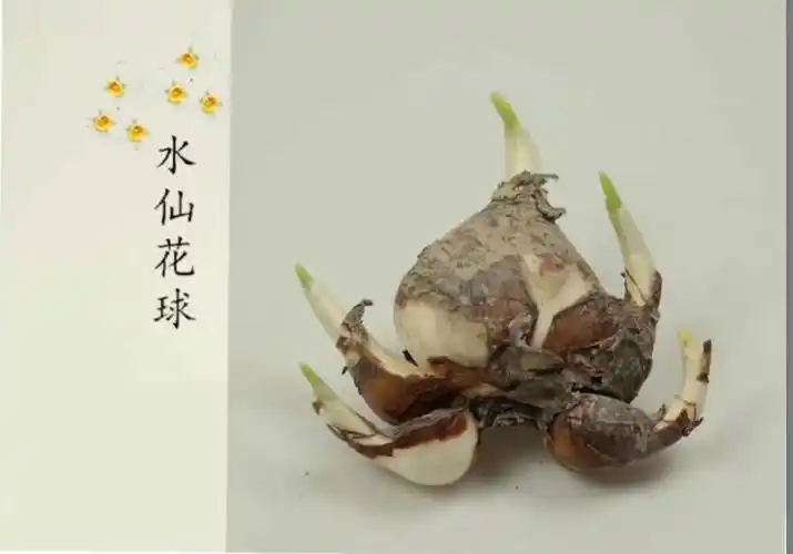 水仙花的生长过程