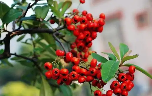 红籽树有哪些繁殖方式,种子可以繁殖吗?