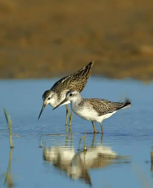 鸻形目鹬科白腰草鹬