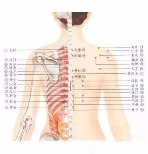 背部酸痛好难受,经络疏通让你恢复健康!