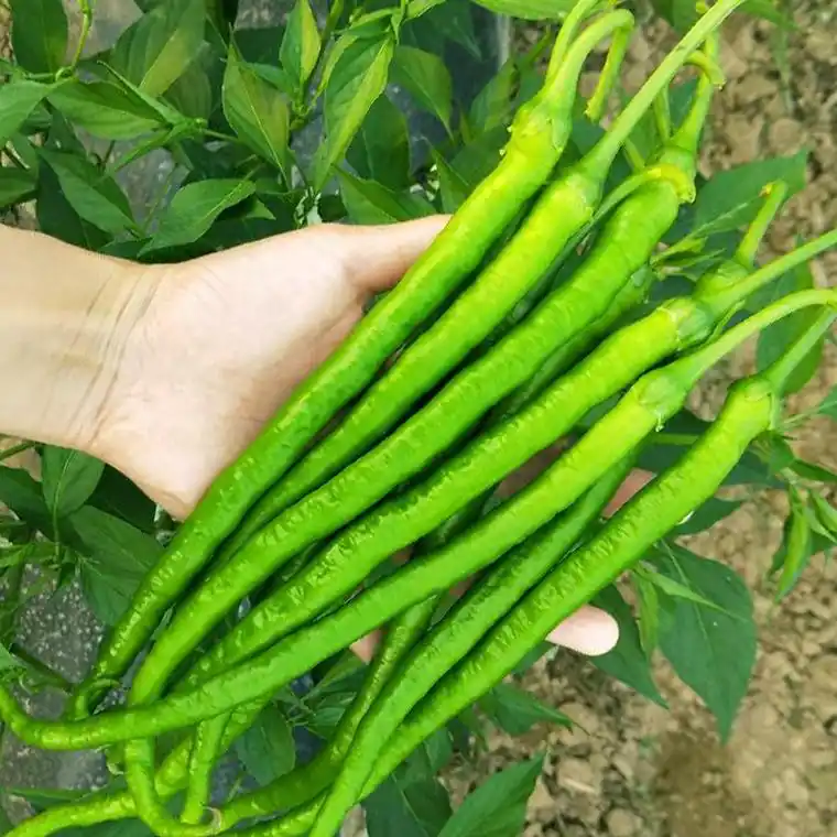 青赖椒的腌制秘诀:家常美味轻松做