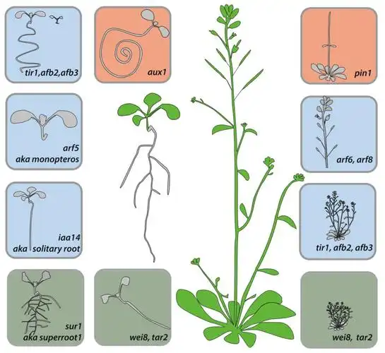 elife拟南芥tir1afb受体不同成员之间的功能重叠与特化