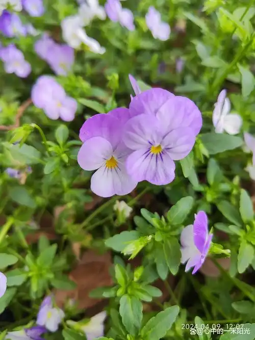 四月天,紫色的三色堇花开