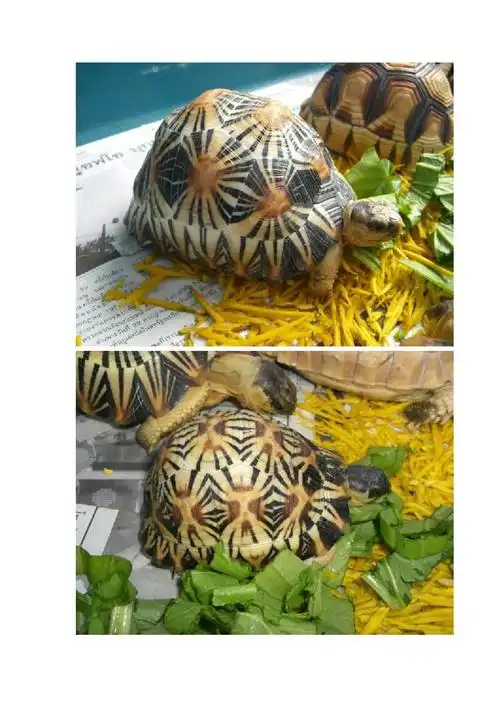 辐射陆龟的新研究_第4页