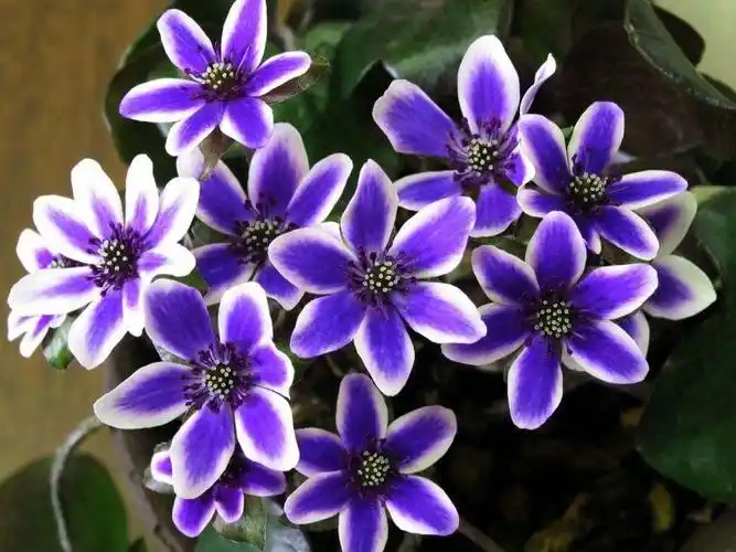 矮雪轮 - green fingers - gfinger is the most professional