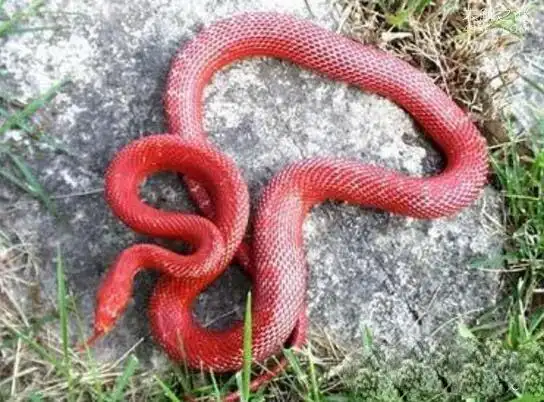 广西曾出现鸡冠蛇,攻击人时鸡冠状物会由红变为紫色(毒性不大) — 未