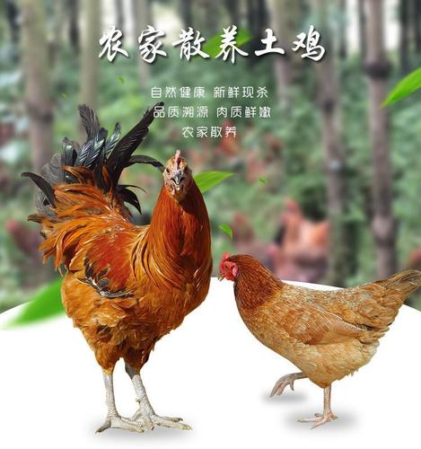 湘西湖南怀化芷江农家散养土鸡乌鸡谷子鸡月子鸡公鸡母鸡整只包邮