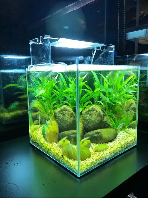 简洁小原生缸 - 原生态造景 - cta南美水族