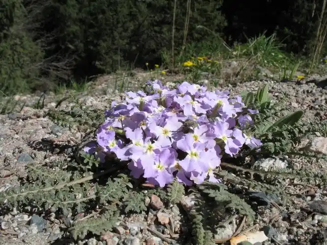 p>高山离子芥(学名:chorispora bungeana fisch. et mey.
