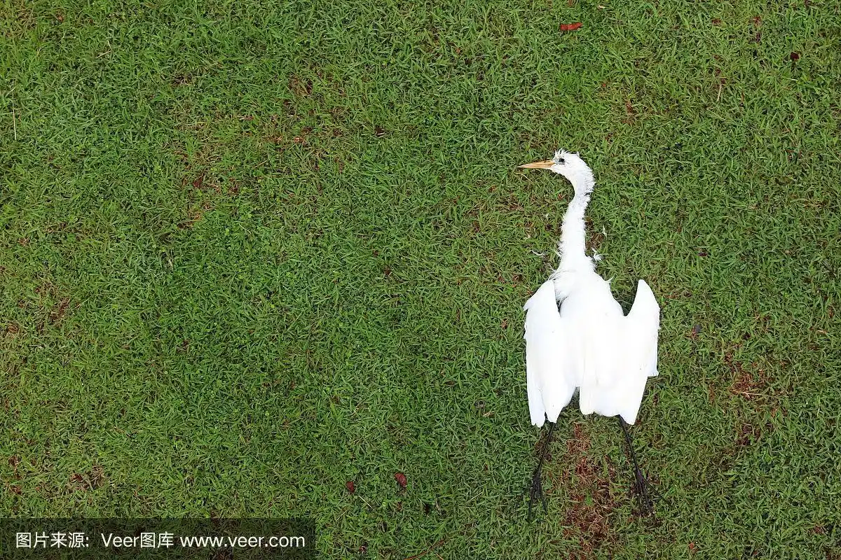 鸟类,园林,白鹭,死的,水平画幅
