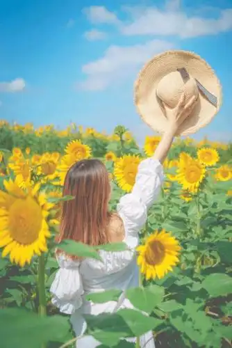 衡阳这片向日葵花海又开了!超大规模免费观赏!_手机搜狐网