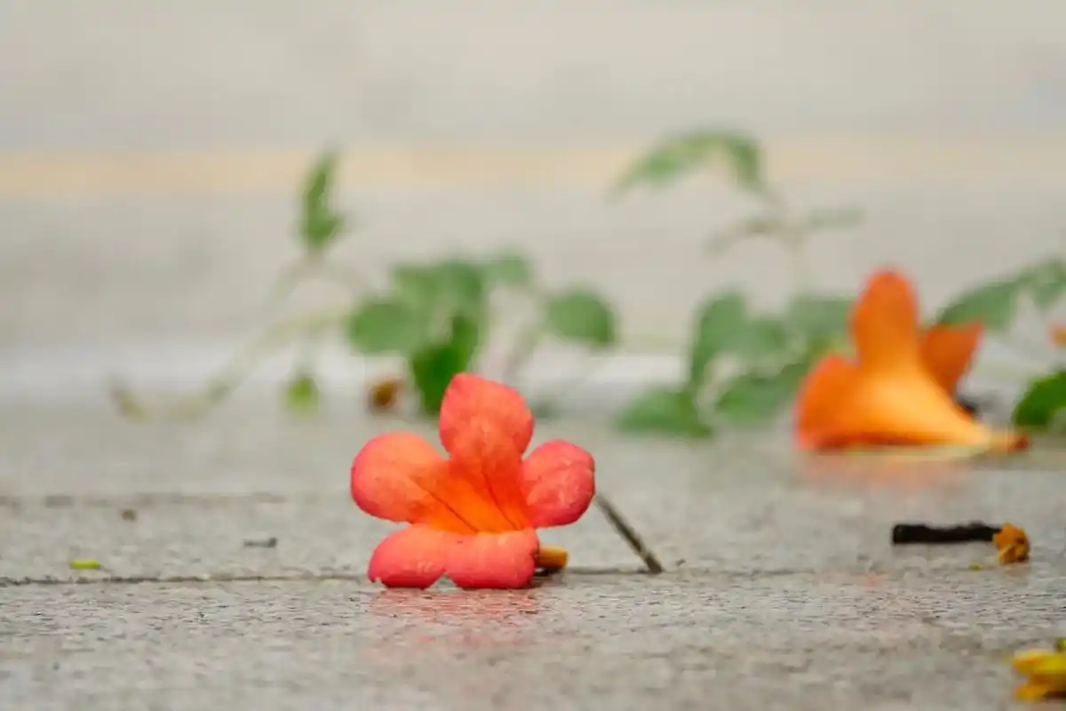 雨后天晴心情也跟着明媚起来夏天
