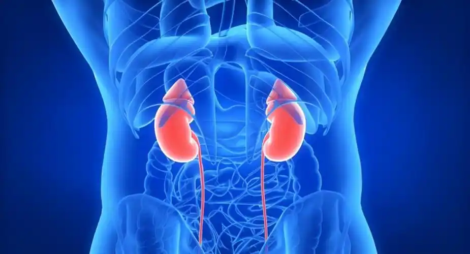 孙思邈:男人肾"枯萎了",用三味补阳中药,把肾补满_生活节奏