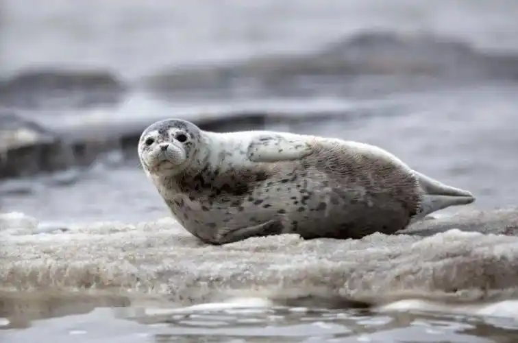 这群擅长躺平的"珍稀萌友"今年升级了_海豹