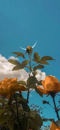 iphone x 锁屏 纯色 - 堆糖,美图壁纸兴趣社区