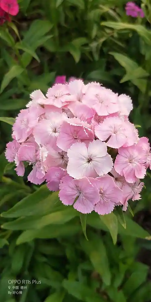 门前那片花海……须苞石竹