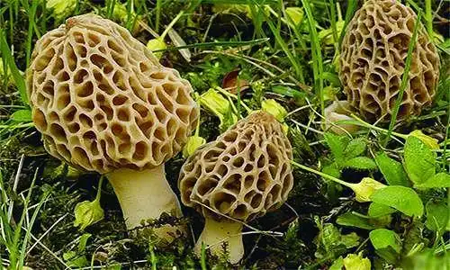 展开全部 羊肚菌是一种珍稀食用菌品种,因其菌盖表面凹凸不平,状如