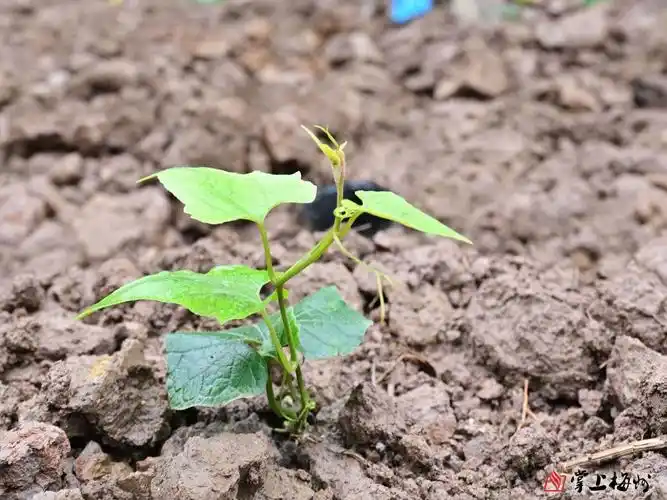 大柘镇漳演村村民在撂荒地上种植的罗汉果幼苗茁壮成长.