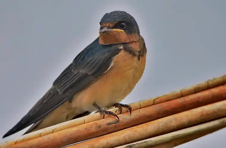 燕子图片鸟类燕子