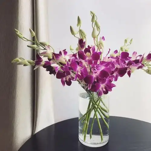 插花洋兰鲜切花养护|洋兰|鲜切花|插花_新浪新闻