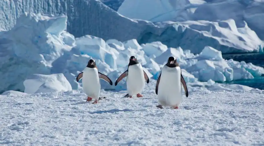 南极邮局招人"撸企鹅",6000名求职者仅录取4人