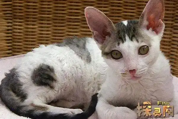 是为了满足对小型猫的需求而培养的一个品种,与普通猫咪相比,茶杯猫的