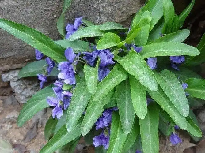 这2种方法治痔疮!