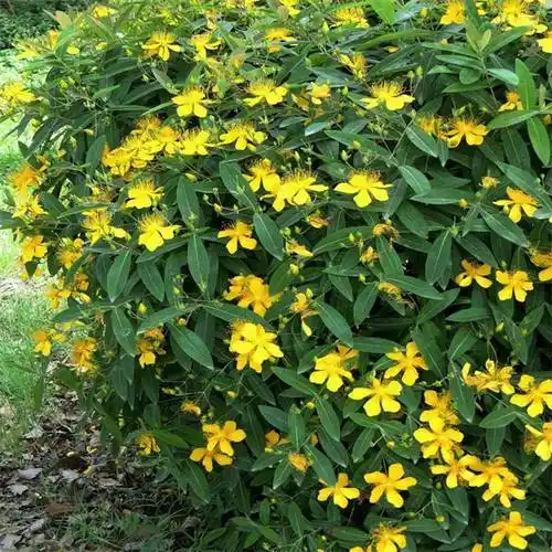 出售金丝桃球 根系发达 道路小区工程绿化 园林造景行道树