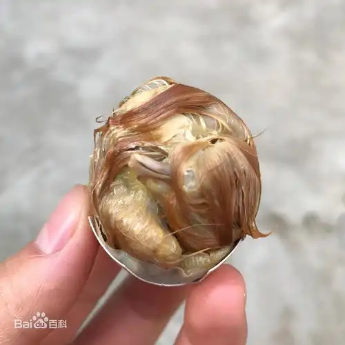 毛鸡蛋是什么蛋(中国最为神秘的食物——毛蛋)