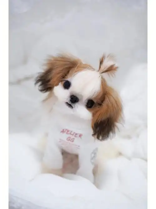 超小体西施弟弟