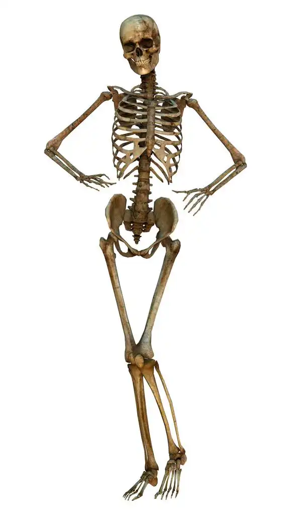 人类骷髅,3d 数字呈现的孤立的白色背景上的旧人站骨架