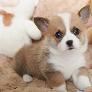 纯种家养可爱幼狗柯基犬小狗幼犬小型短腿活体真的狗狗宠物小奶狗