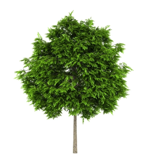 中文名称:白蜡 拉丁名:fraxinus chinensis 别称:中国蜡,虫蜡,黄蜡,青