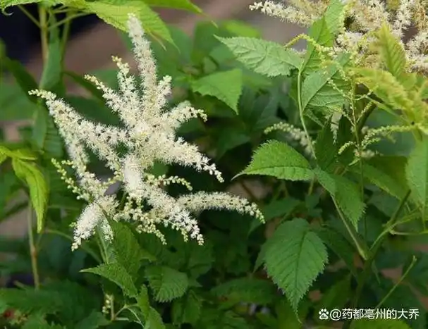 升麻正值产新,但产地前阶段阴雨天气偏多,导致新货